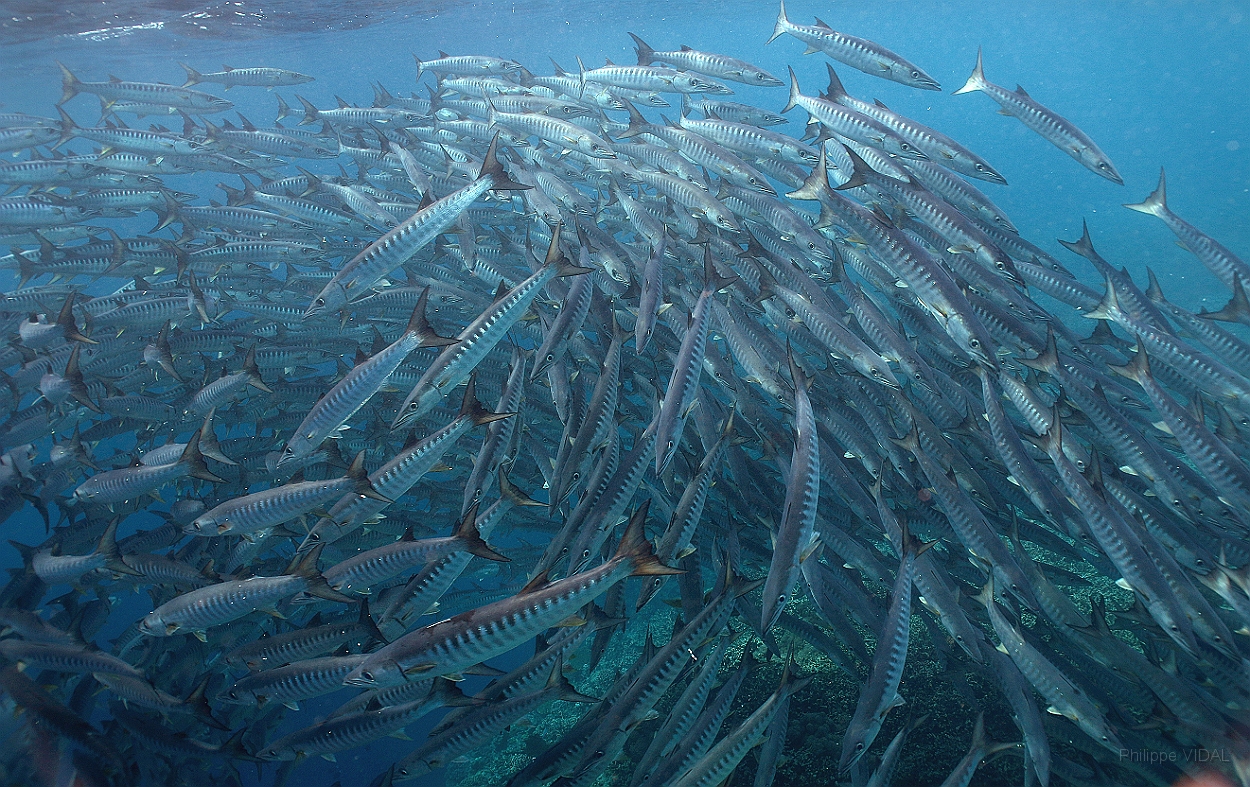 Sipadan_2015_Barracudas a nageoires noires_Sphyraena qenie_IMG_2933_rc.jpg